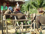 Elefant Trekking